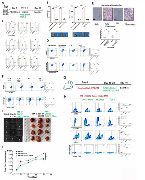 CXCR2抑制剂的体内抗肿瘤效果