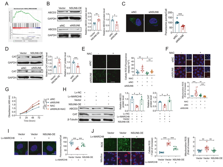 NSUN6调控过氧化物酶体的合成和ROS的产生