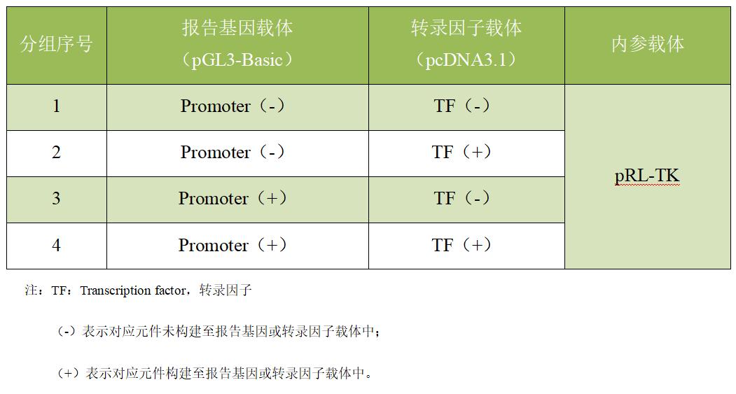 启动子和转录因子结合验证的双荧光素酶实验分组