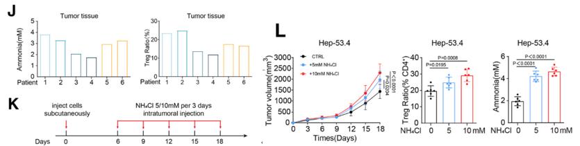氨促进肿瘤生长并提高Treg富集