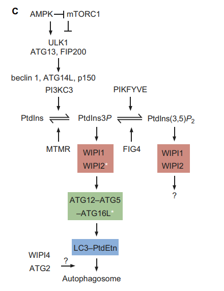 WIPI基因在自噬溶酶体形成中的功能