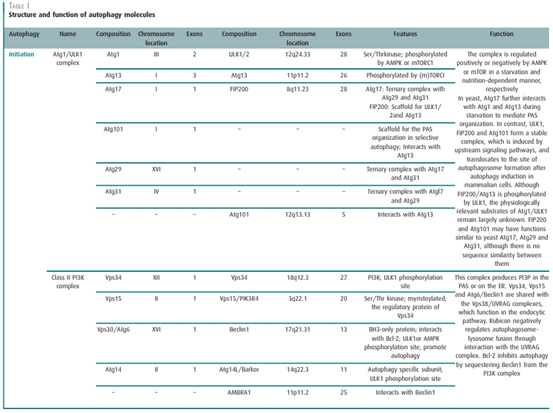 自噬分子的结构与功能