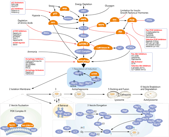 自噬信号通路图