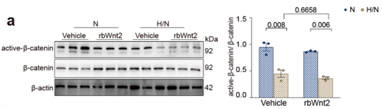 rbWnt2以非经典Wnt/β-catenin信号依赖的方式促进ROS清除基因的转录