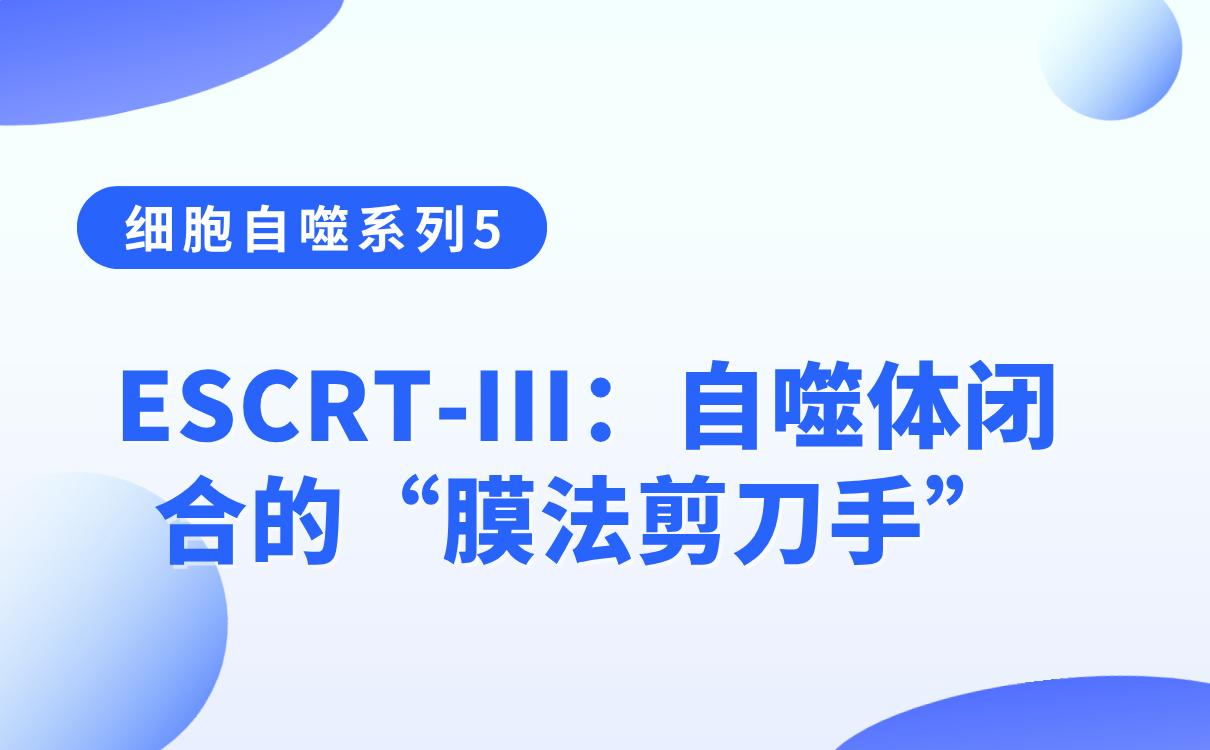 ESCRT-III：自噬体闭合的“膜法剪刀手”