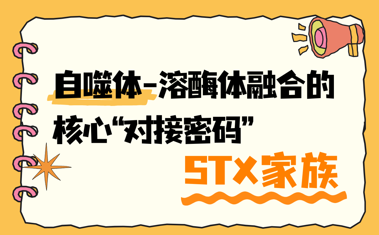 自噬体-溶酶体融合的核心“对接密码”——STX家族