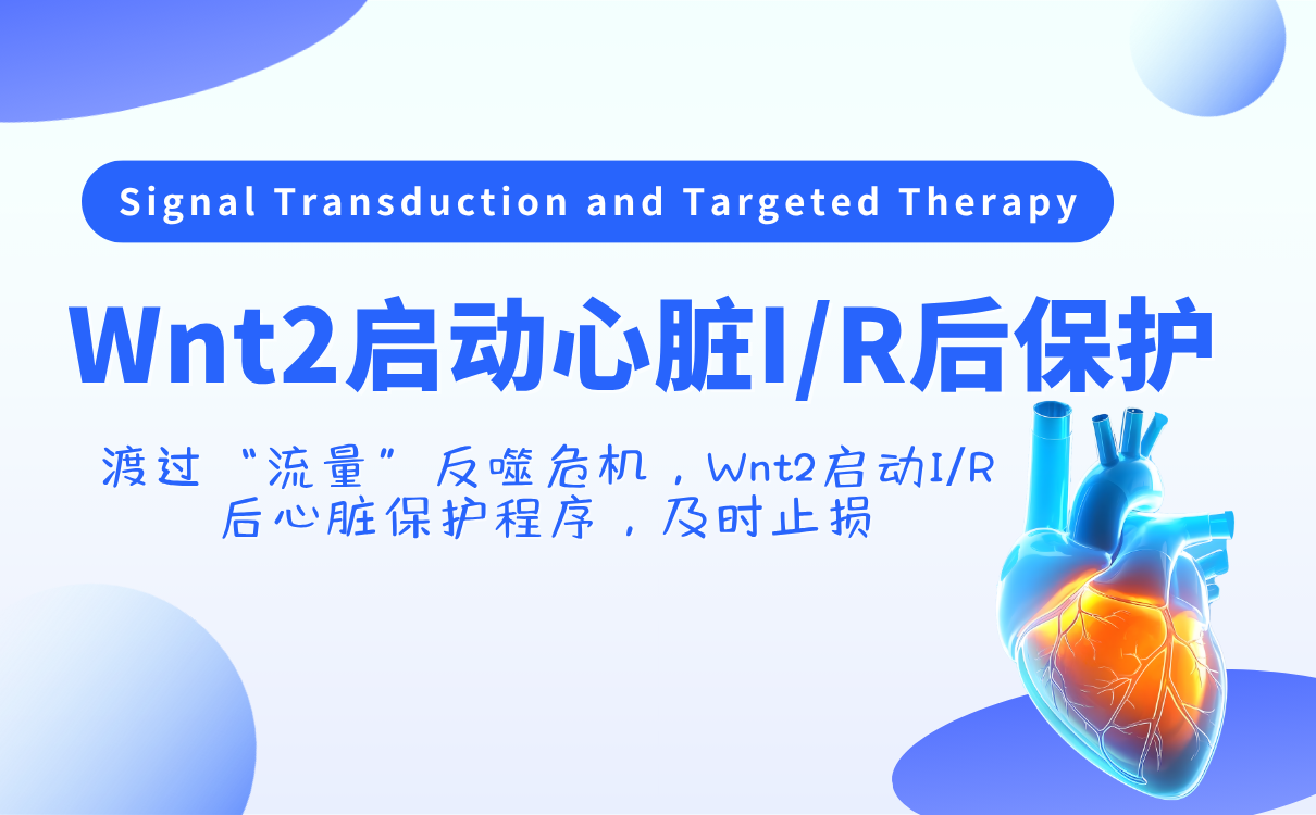 Wnt2启动I/R后心脏保护程序