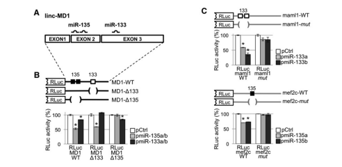 LncRNA通过吸附miRNA调控靶基因