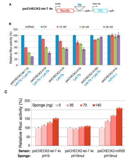  LncRNA通过吸附miRNA调控其生理功能