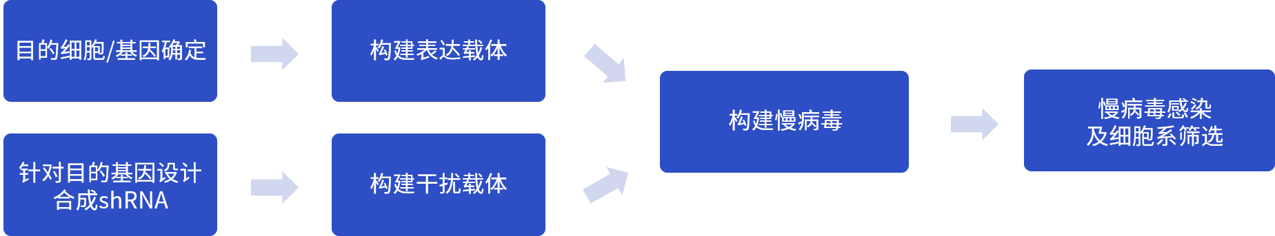 稳定细胞株的构建流程