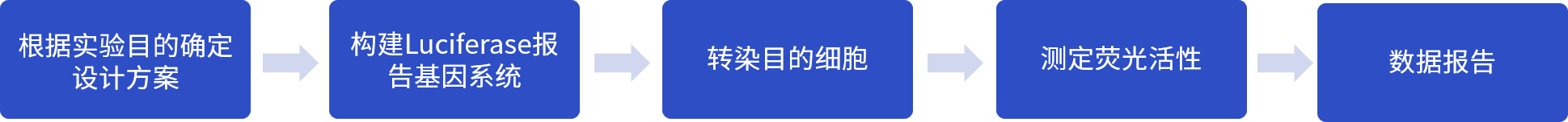 双荧光素酶报告基因检测流程